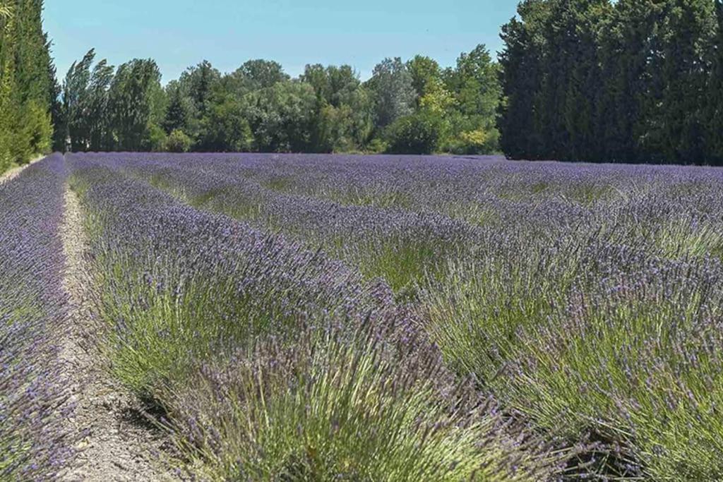 La Provencale Apartman Saint-Saturnin-lès-Avignon Kültér fotó